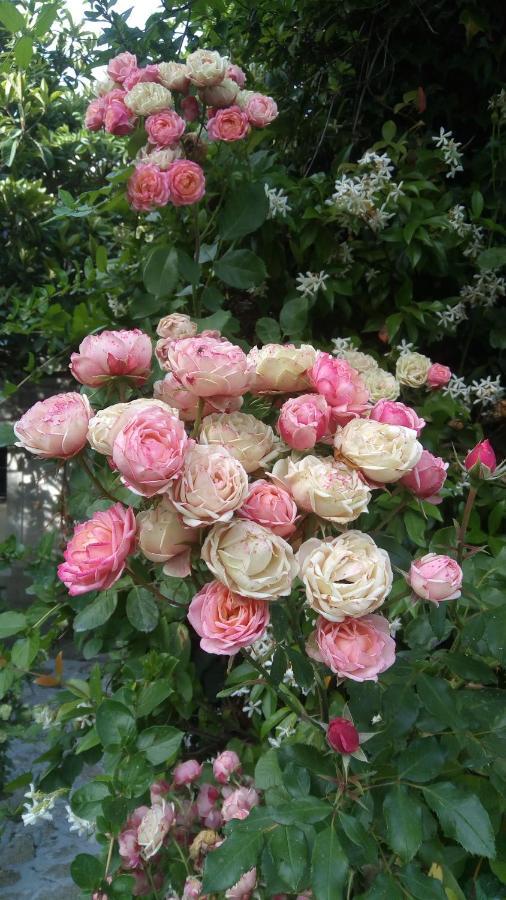 Le Mas Des Agapes Beaucaire  Ngoại thất bức ảnh